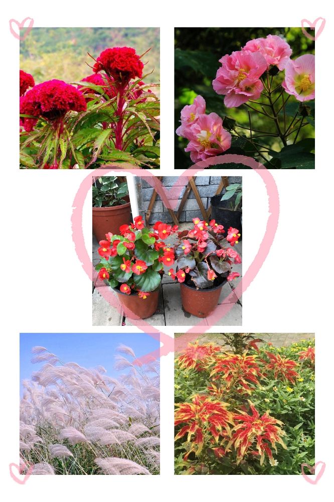 二十四节气之白露,二十四节气之夏至