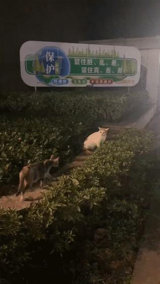 猫：这辈子亲过最狠的嘴…都看见嗓子眼儿了