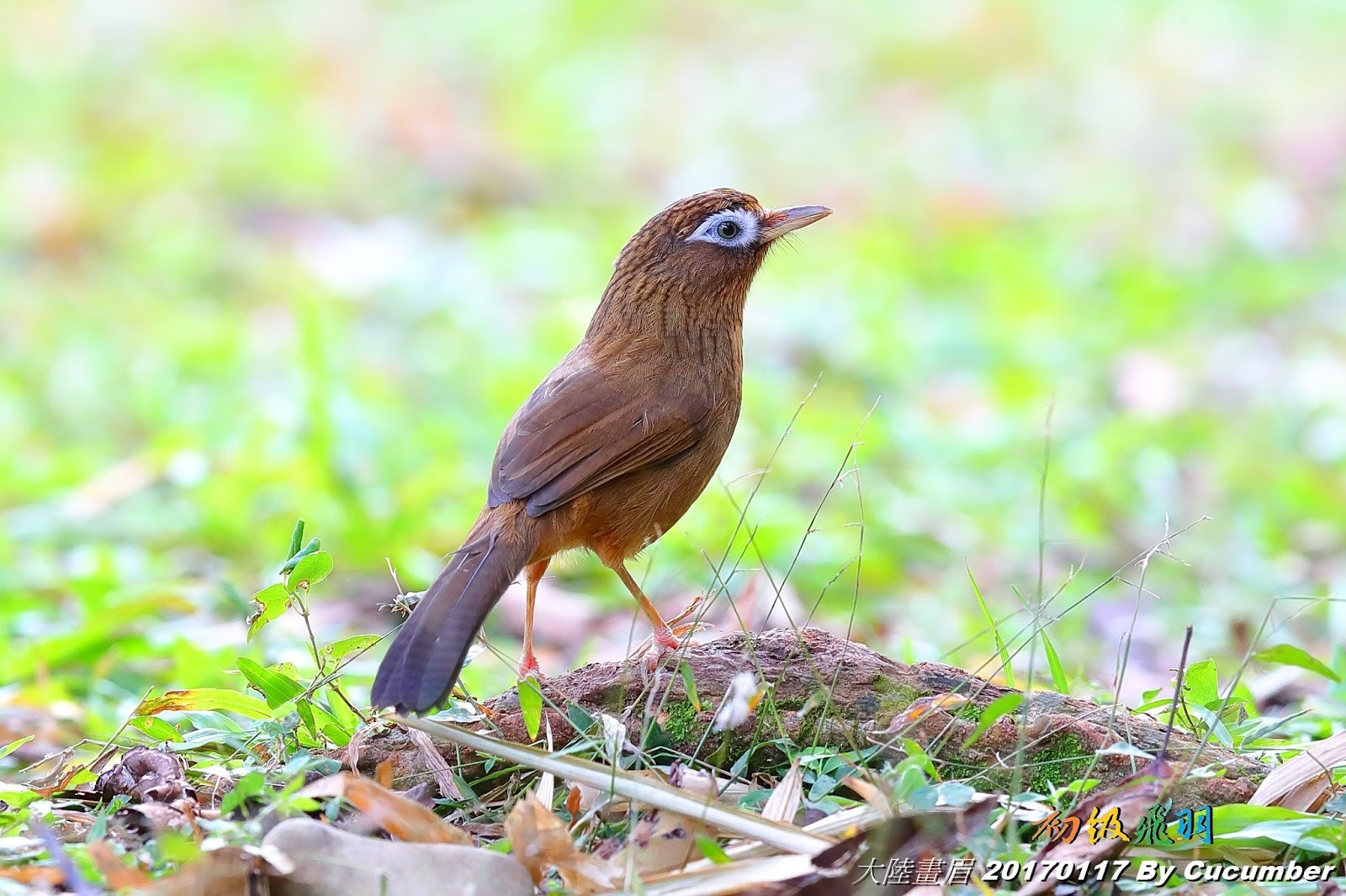 画眉鸟叫声沙哑能不能养,画眉鸟不唱大叫