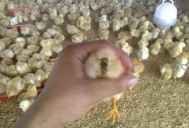 雏鸡糊肛预防的9大重点和立竿见影的治疗方案