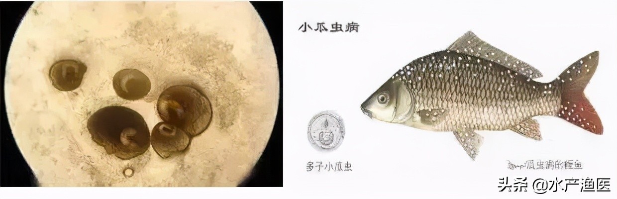 养殖鱼常见体外寄生虫,23种鱼类寄生虫图片库