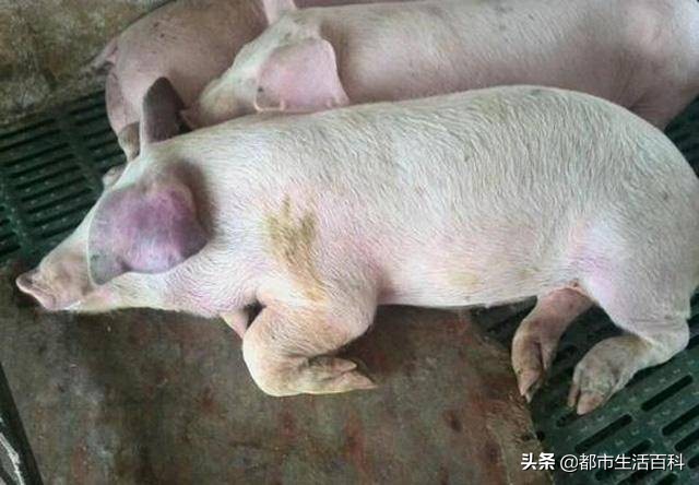 猪耳朵发紫发蓝怎么治疗,猪耳朵发紫不吃食怎么办打什么药