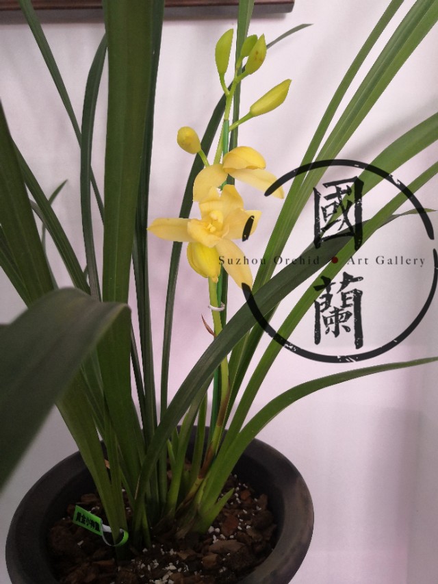 兰花的价格最贵的是多少元,兰花的价格