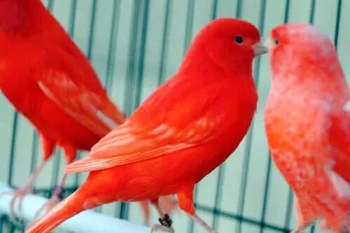 金丝雀羽毛品种,金丝雀可以笼养繁殖吗