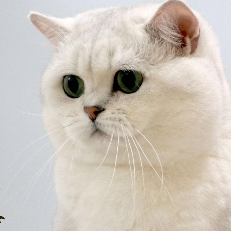 英短虎斑猫黑下巴怎么回事,银渐层猫咪黑下巴治疗