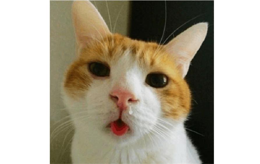 刚买的猫咪就得了猫瘟，每天花费1000？如何选择健康猫咪？