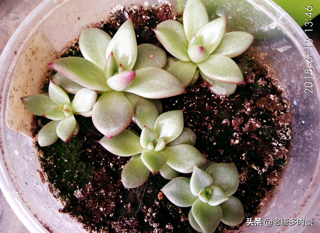 多肉播种苗后期怎么养护,景天多肉播种多久出苗