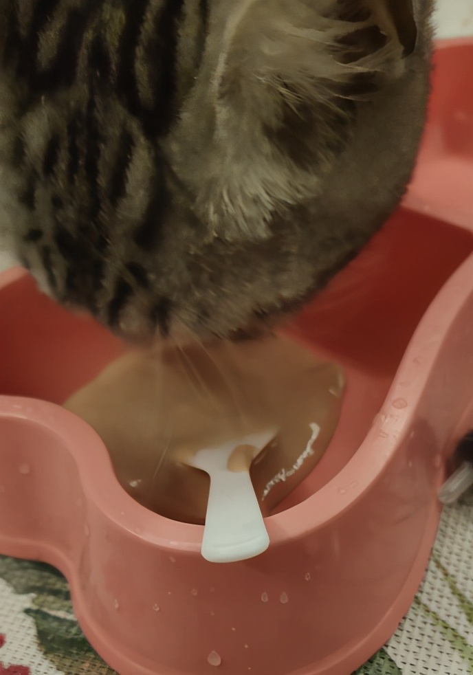 团子猫传腹治好了吗,团子的猫传腹