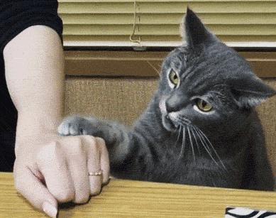 猫咪对付懒猫最好的方法,猫咪犯错告诫自己不生气