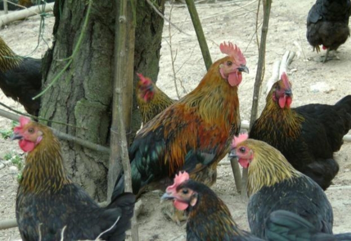 从老家带回来的小笨鸡,想念老家的柴火鸡