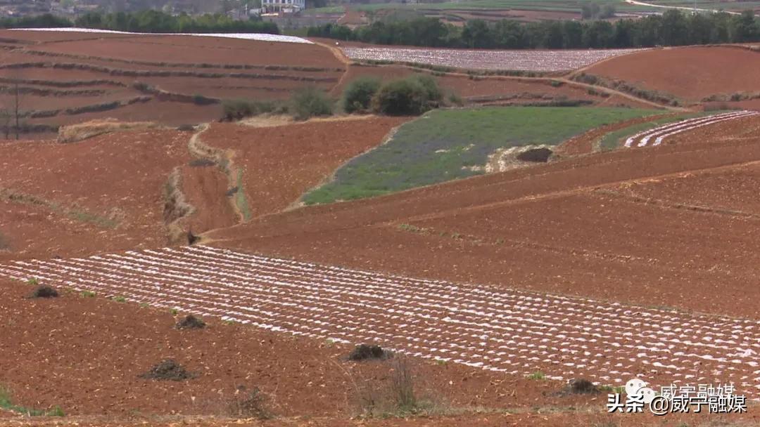 秀水镇：产业兴旺春潮涌