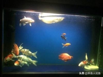 观赏鱼混养有什么讲究吗,观赏鱼混养注意事项