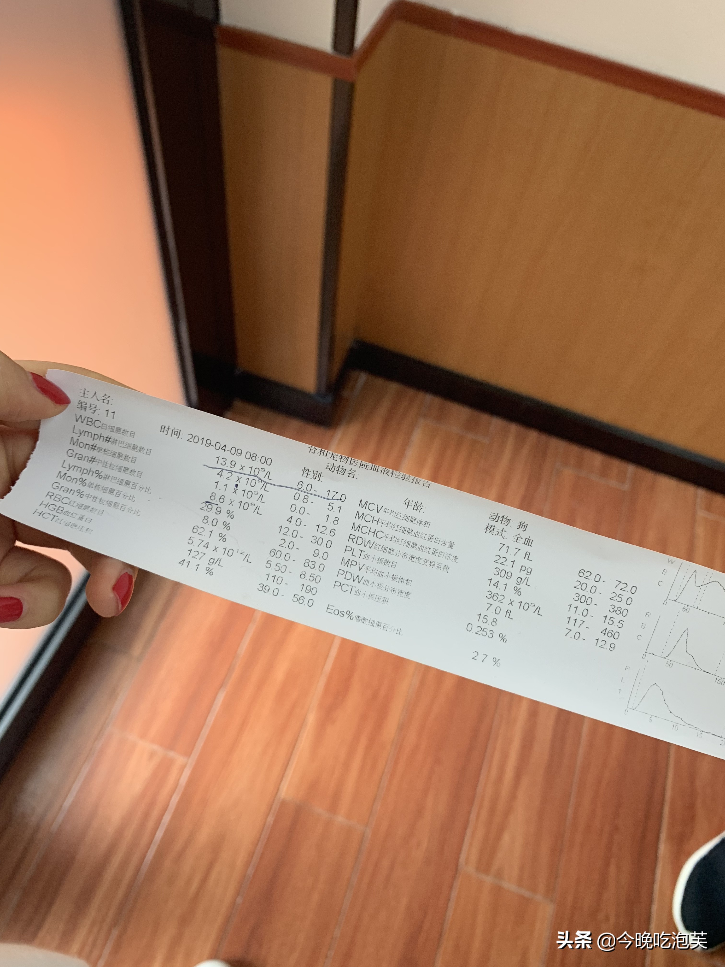 比熊犬为什么不喜欢吃狗粮,比熊犬为什么不吃狗粮