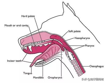 汪星人的秘密,舌头的3个小秘密