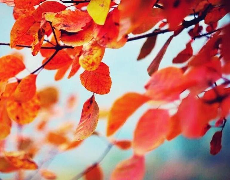 黄栌根腐病,黄栌枯萎病