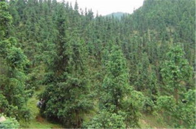 杉木栽植技术要点有哪些,杉木种植方法与技术