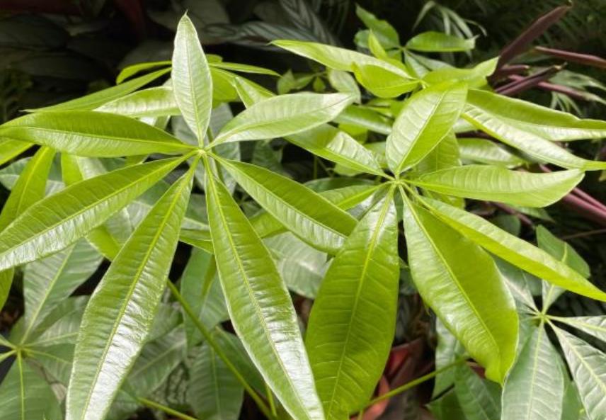 要想发财树长得旺应该怎么养,想让发财树长得快