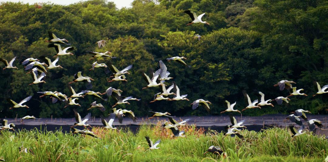 署名文章丨夏明:抢抓机遇真抓实干在建设“三个示范区”上作出泸西贡献
