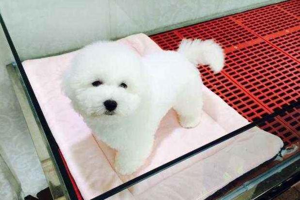 比熊最多能活几年,养两只比熊要注意哪些事项