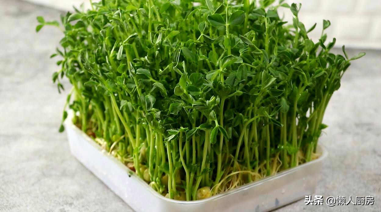 清炒豌豆苗最好吃的做法,豌豆苗做法简单又好吃