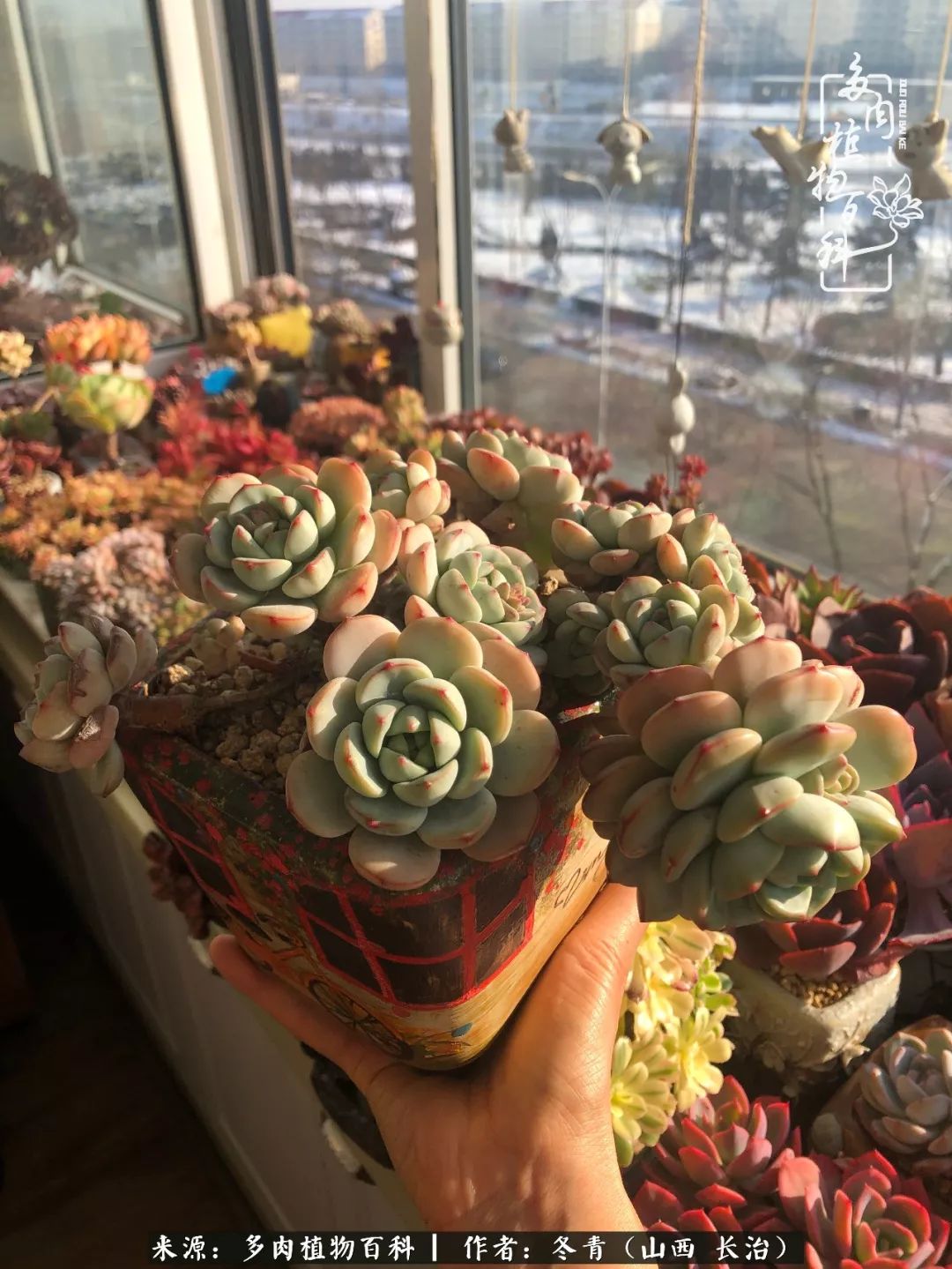 新手养的多肉怎么管理好看,阳台养多肉正确方法