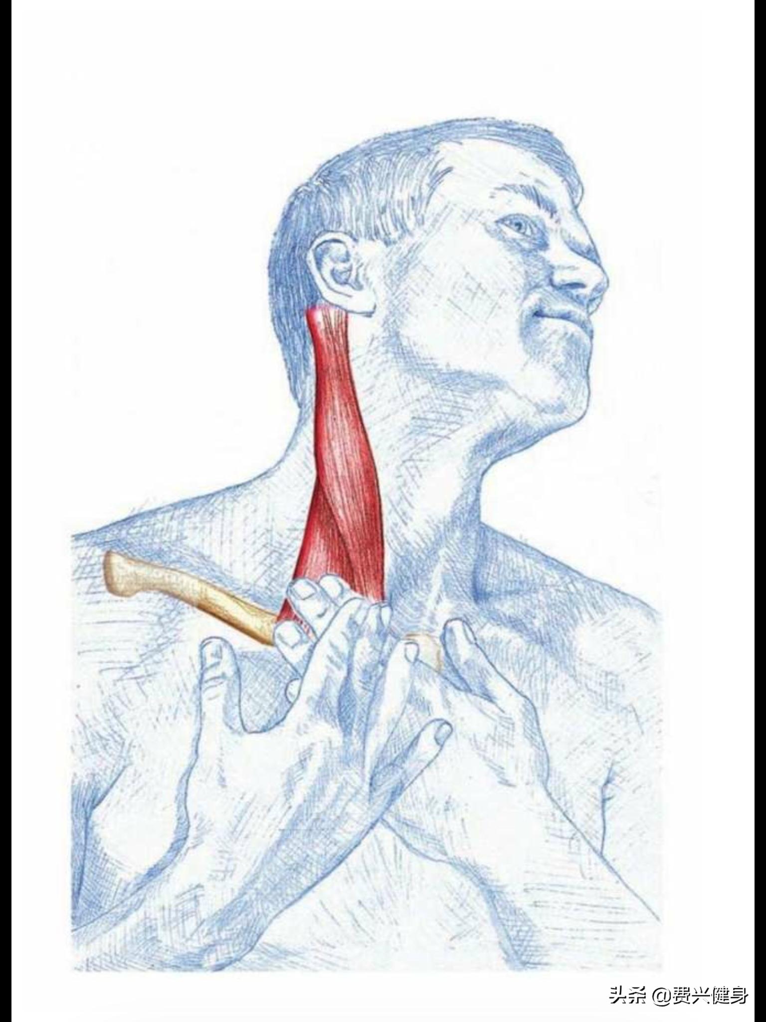 调理上交叉综合征动作,交叉综合症矫正方法
