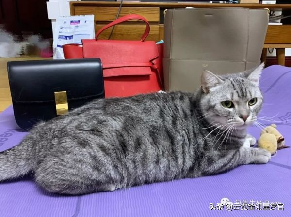 超好看的宠物包,好看又大的宠物包