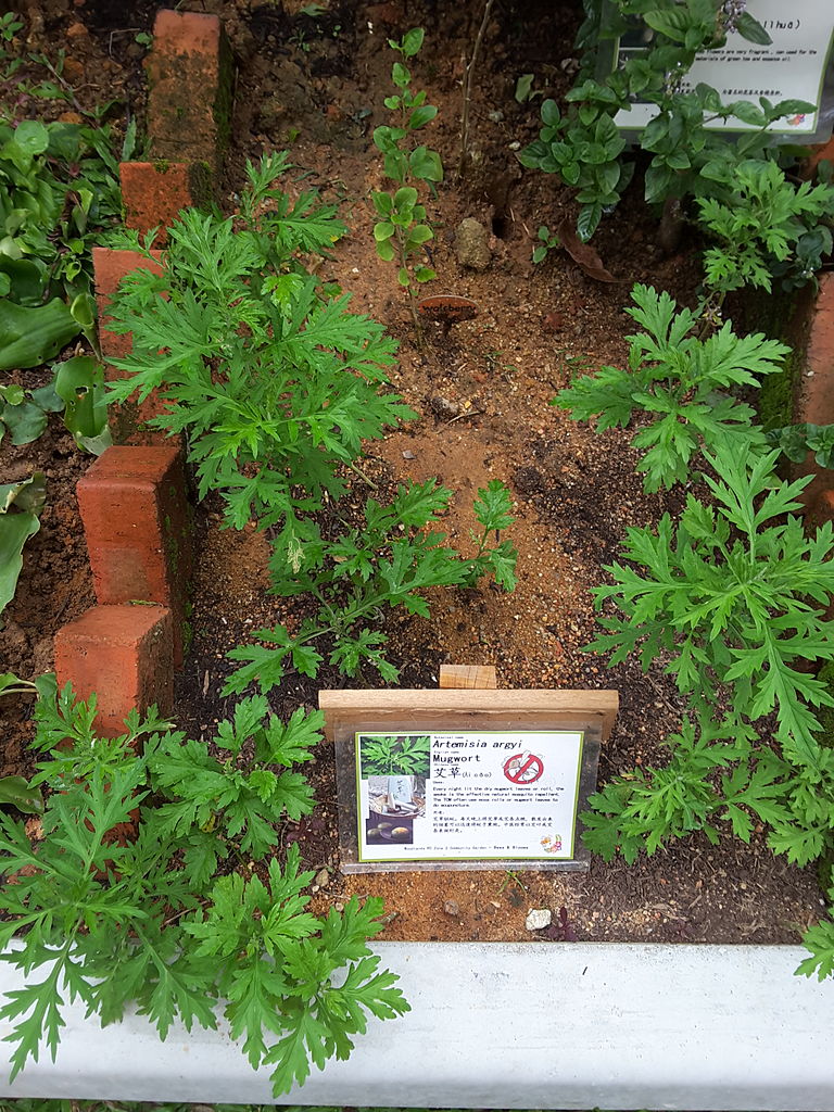 呦呦鹿鸣食野之苹是指,食野之苹呦呦鹿鸣有什么含义