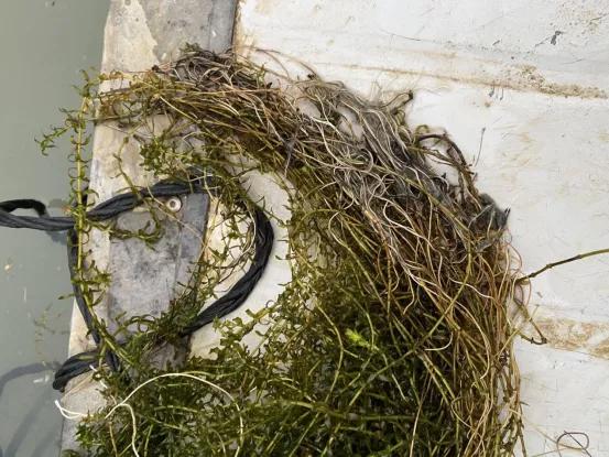 对虾养殖怎样处理夜光虫,水色发黑南美白对虾养殖技术