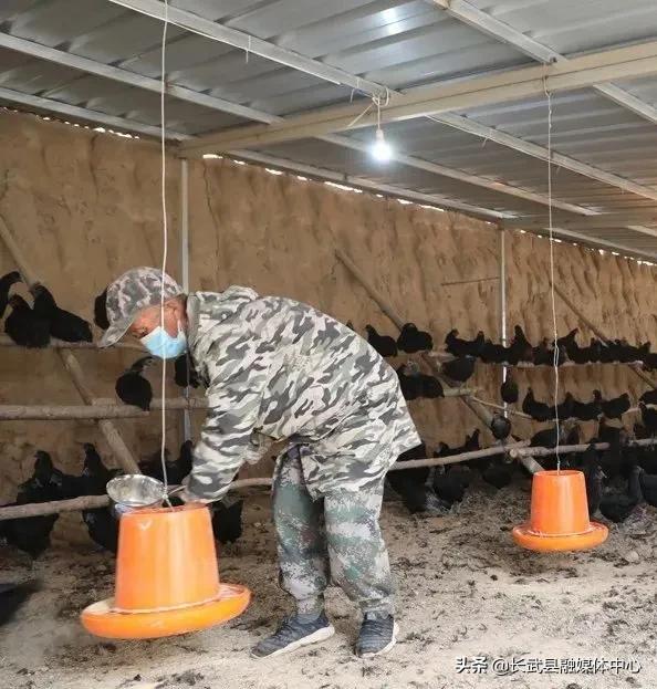 致富经|长武绿皮鸡蛋成为群众脱贫致富的“金蛋蛋”