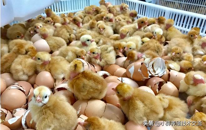 家禽腺肌胃炎最佳治疗方法,蛋鸡腺肌胃炎严重怎么治疗