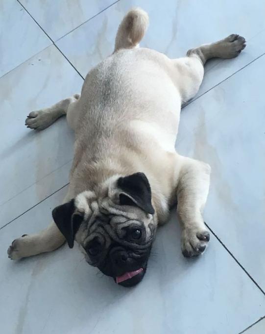 巴哥犬饲养注意事项和禁忌症,饲养巴哥犬的正确方式是什么