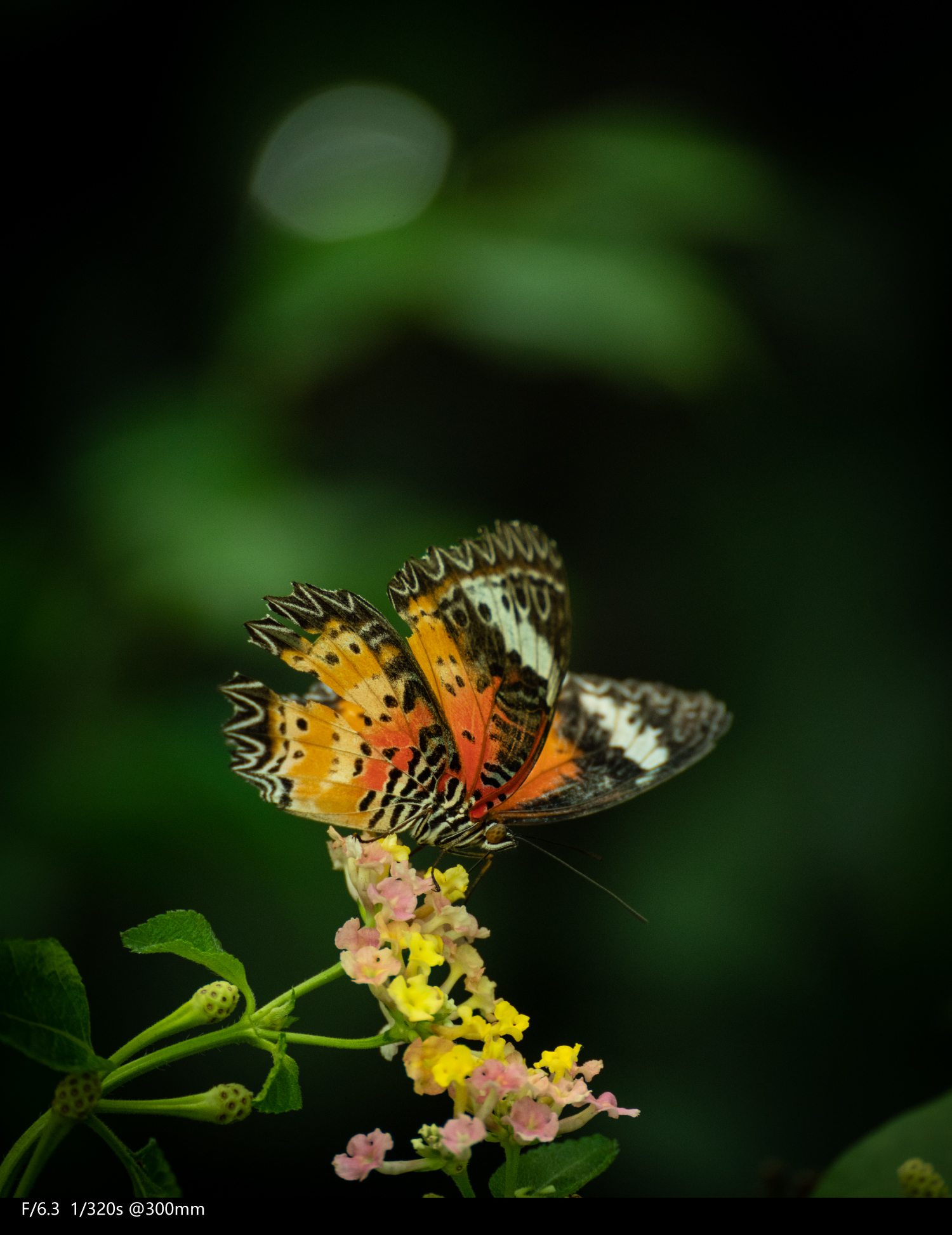 全画幅腾龙70-300,腾龙70-300e卡口