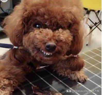 泰迪狗咳嗽气喘久治不愈,主人请来专家:它没病,是装的!