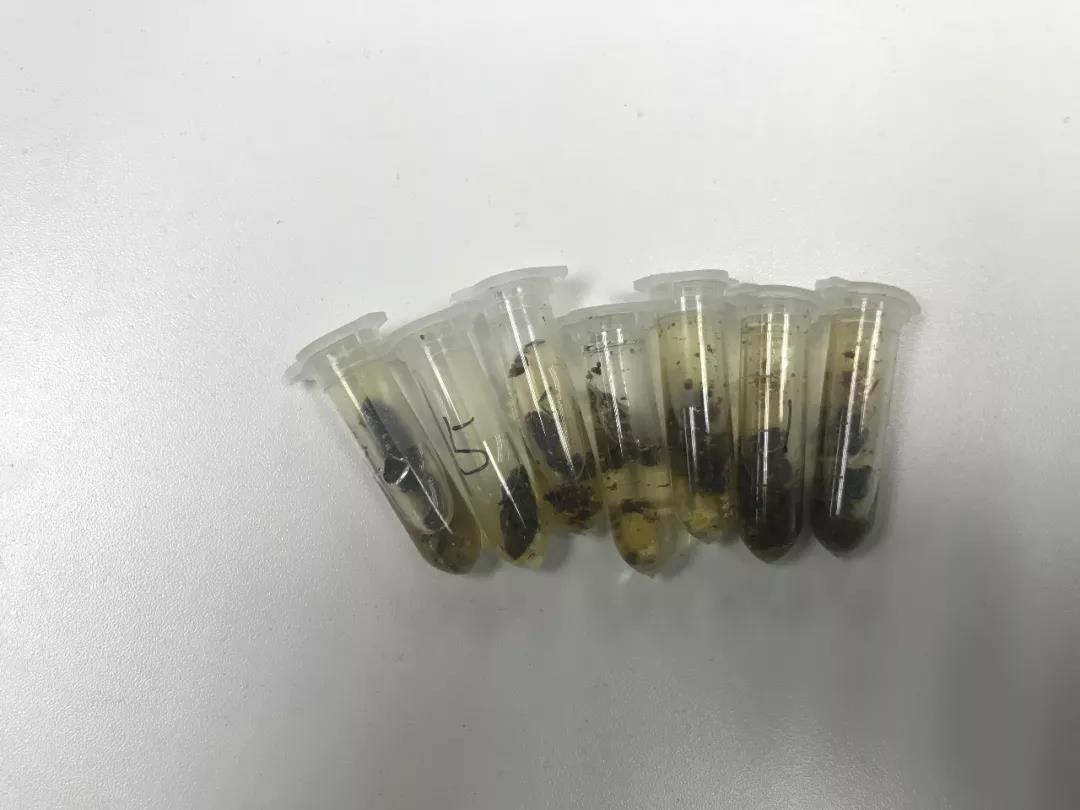 龟拉稀就是肠胃炎吗?还有可能是你不知道的寄生虫!