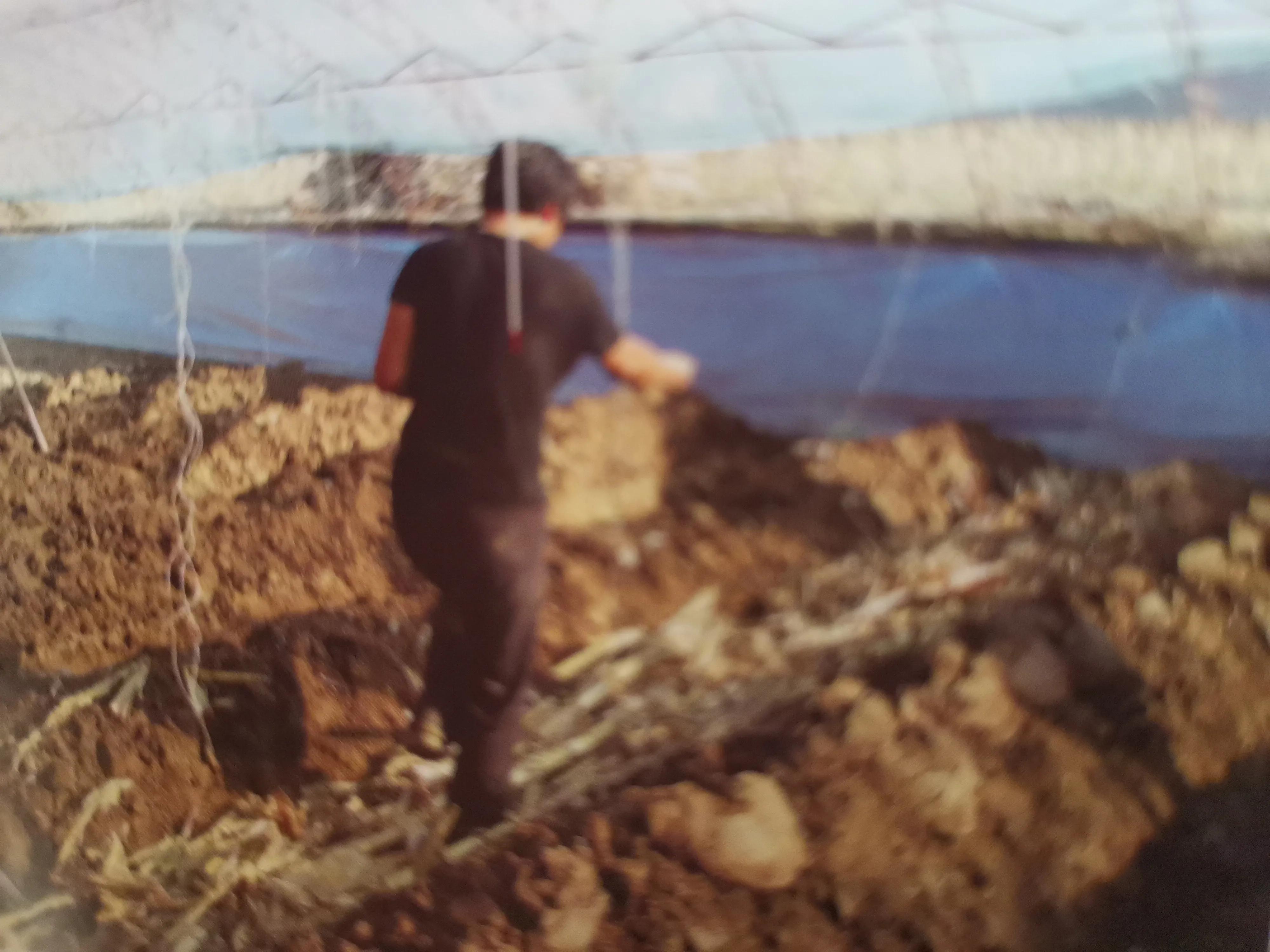 番茄叶片浓绿发暗无光泽怎么办,番茄叶片枯萎有黄色粉末