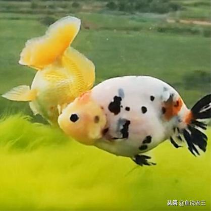 青苔能不能给鱼缸铺底,鱼缸里面青苔