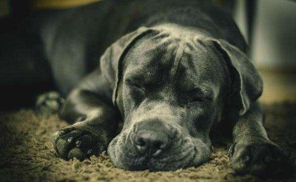 狗狗能够理解死亡吗,狗狗死亡意味着什么