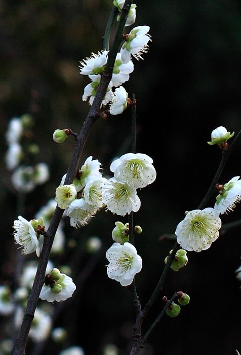 梅须逊雪三分白雪却输梅一段香,雪却输梅一段香是什么修辞手法