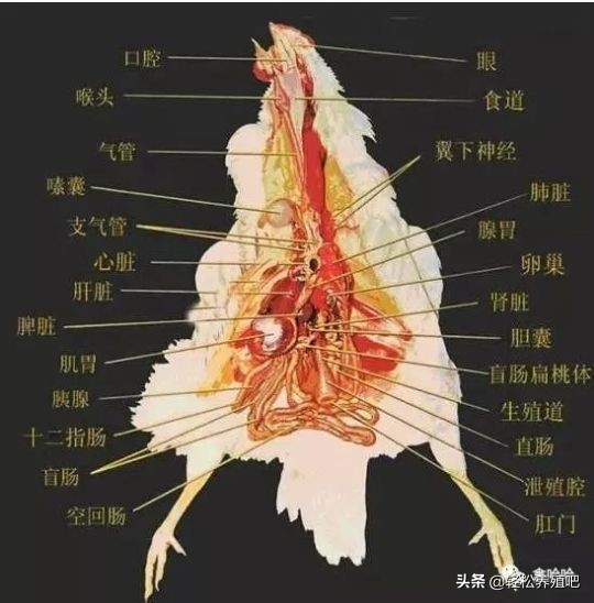 鸡伸颈张嘴呼吸特效药,鸡张口伸颈呼吸吃什么药
