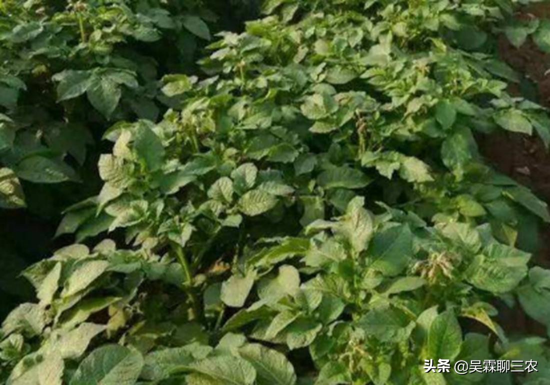 提高马铃薯商品性栽培技术问答,学习农作物栽培技术培训通知