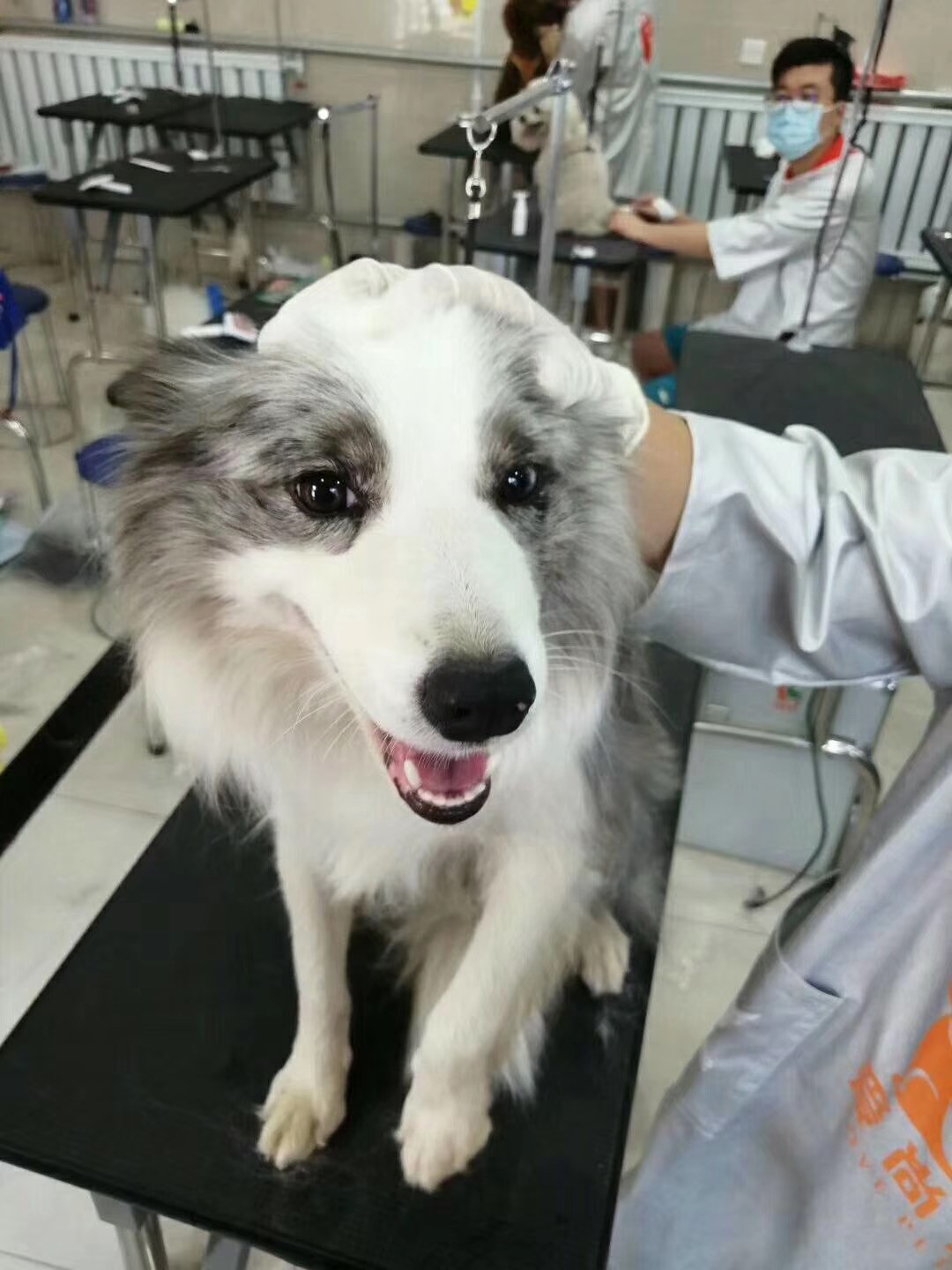 大连宠物美容培训学校排行榜,郑州宠物美容培训学校哪个好