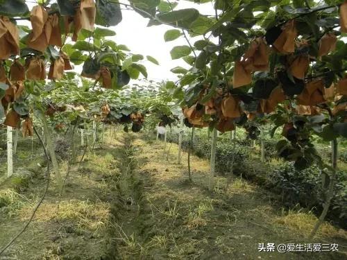 现在农村最快致富是什么行业,农民致富的手工行业