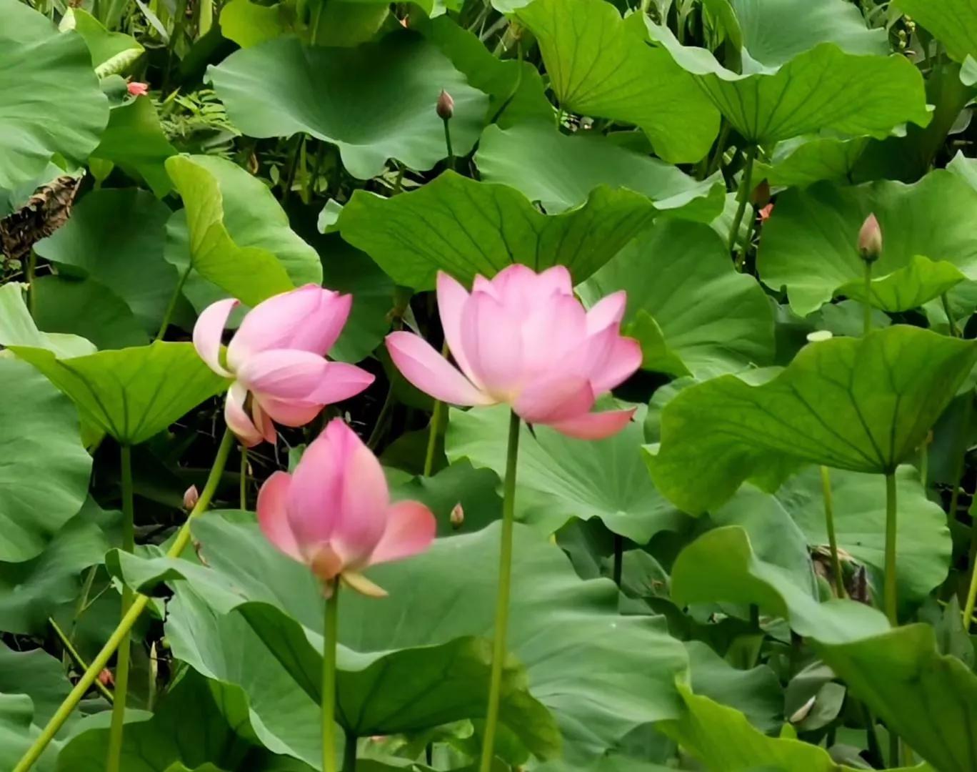 咏荷四首(作者:林园不老松)