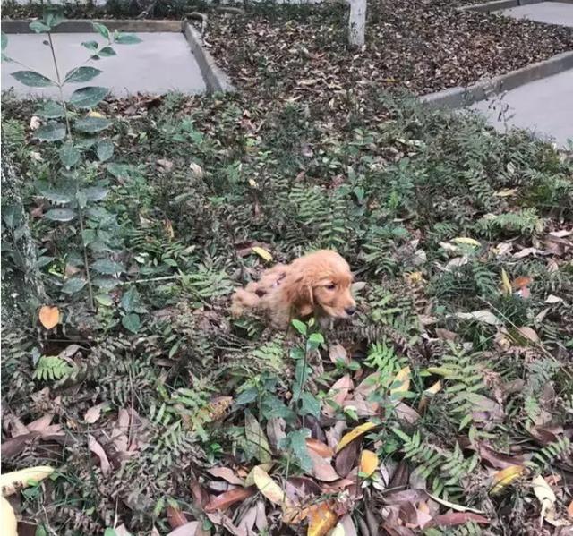 金毛被男子疯狂虐待，志愿者被威胁报复，有些人内心到底有多黑暗