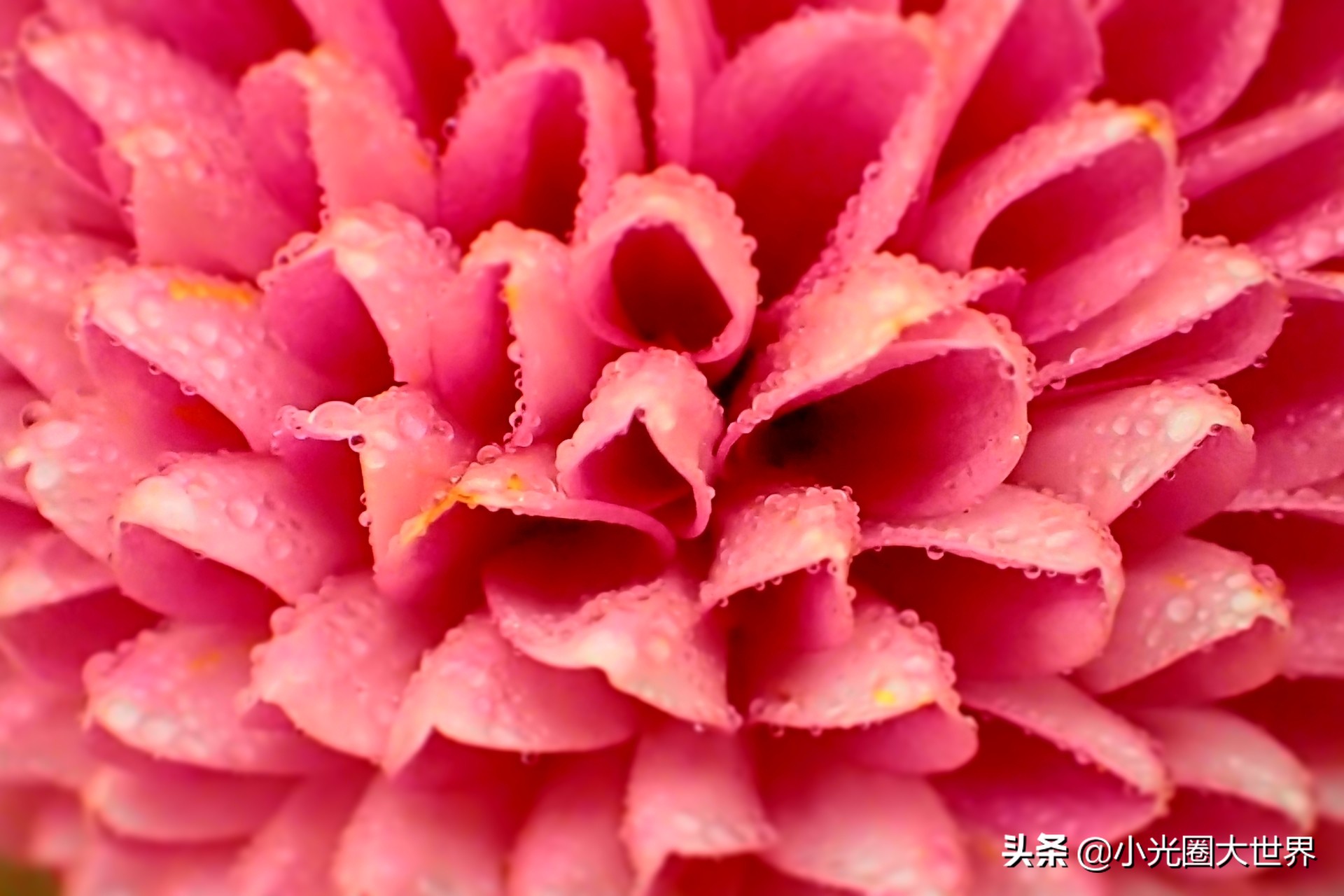 在家里也能拍出花花草草,如何在家拍好看的照片呢