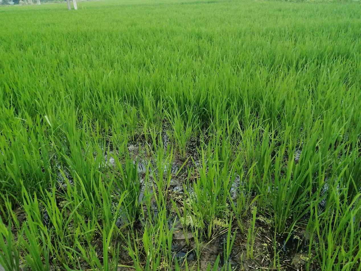 气候异常变化对农业的影响,高温天气对水稻孕穗影响多大