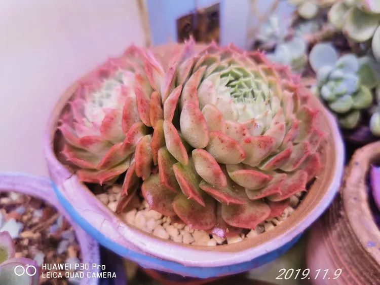 人生就像养多肉一样,人生如同养多肉时间不会怠慢