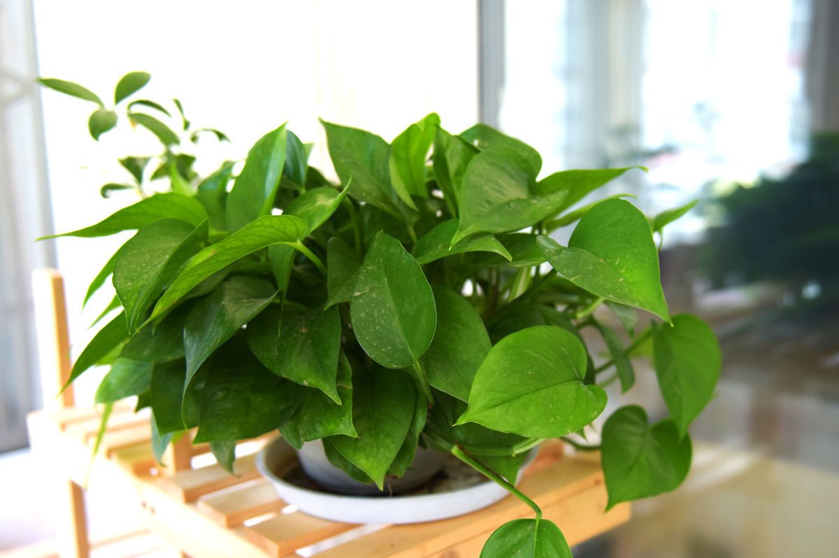 绿萝怎么养才能更旺盛叶子更翠绿,绿萝怎么养才能更旺盛不会有黄叶