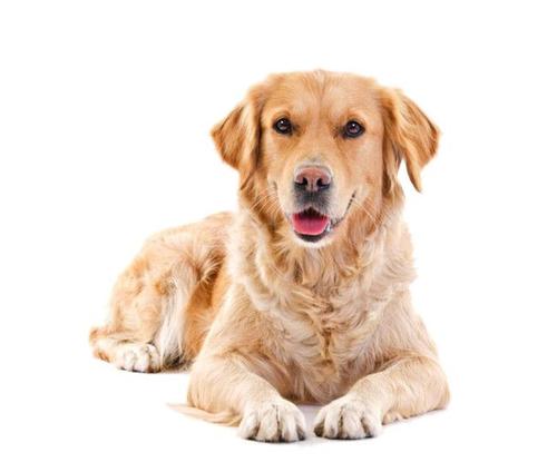 家里宠物去世了怎么缓解心情,厦门宠物狗死了怎么处理